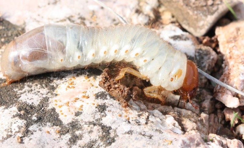 Larva di Oryctes nasicornis (Scarabaeidae)?